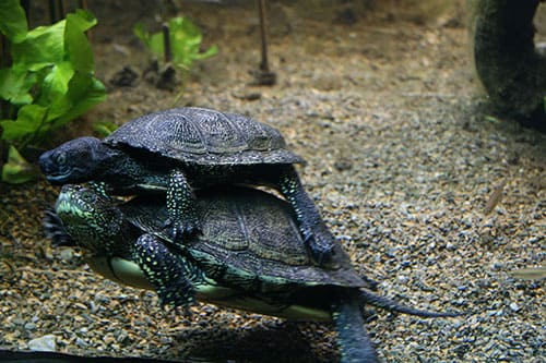 Alpenzoo Innsbruck