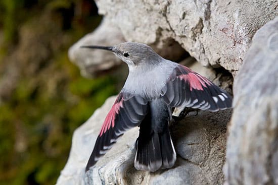 Alpenzoo Innsbruck